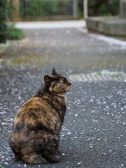 横目