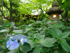 灯篭とあじさい