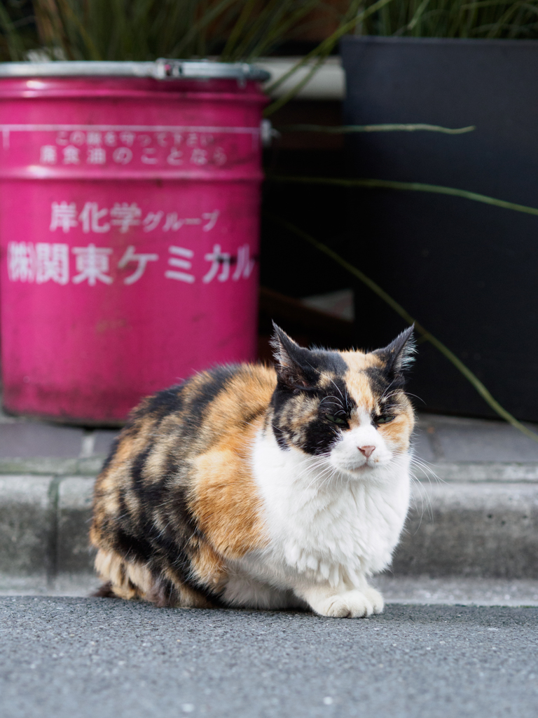 ケミカルねこ