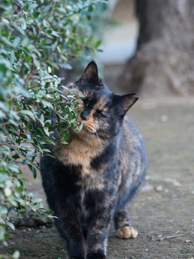 すりすり