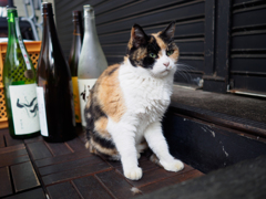 えっ、もう帰るんですか。