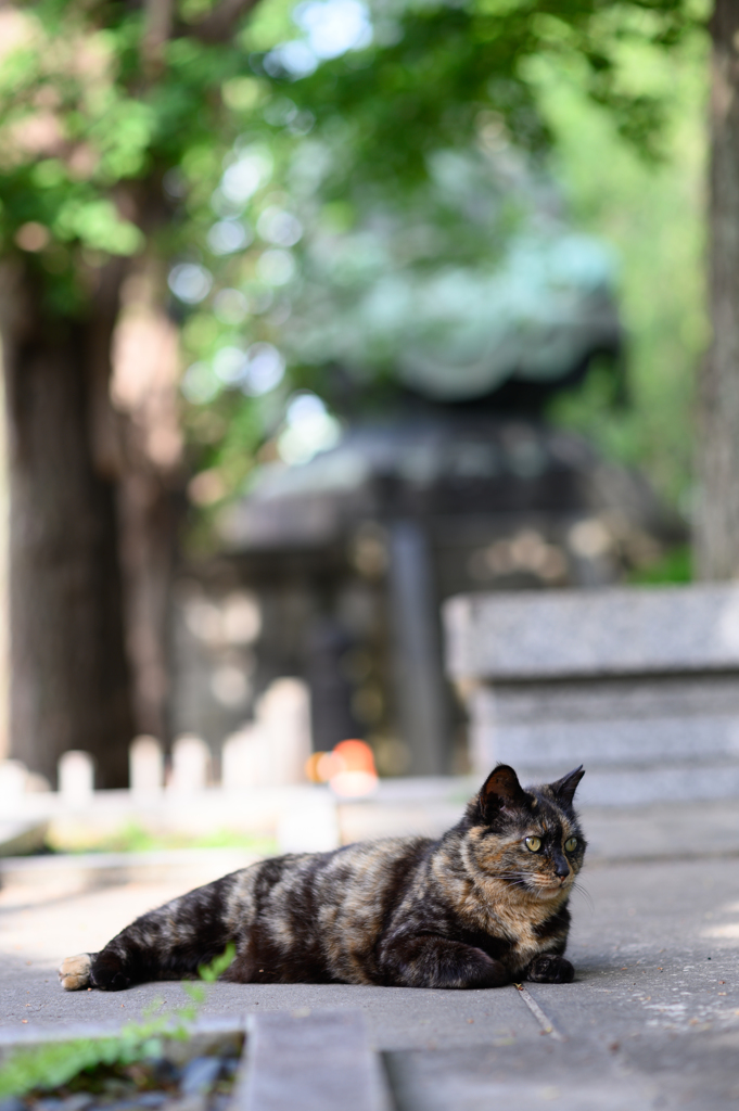 ツチノコ状