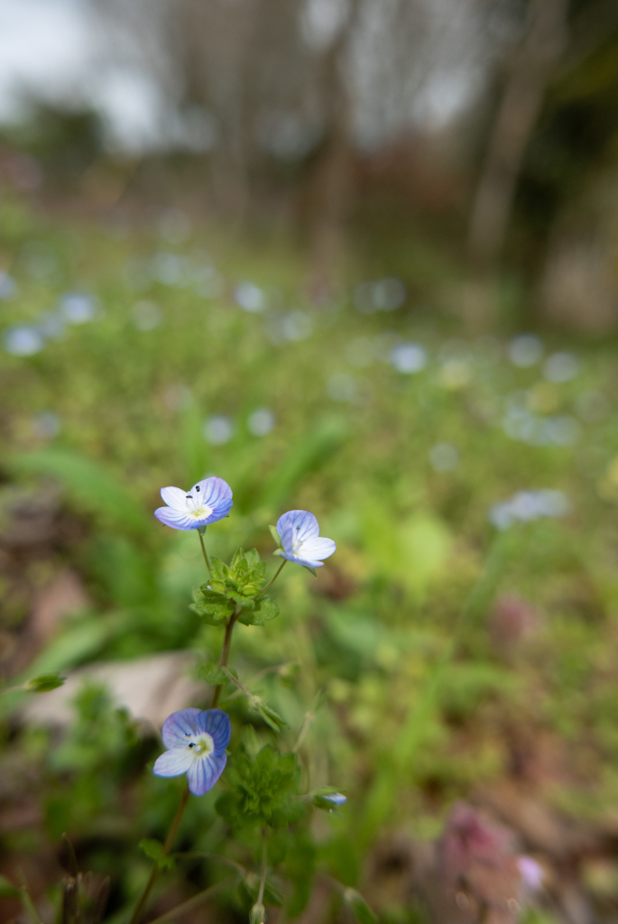 ちょっとだけ群生している、うす青い花