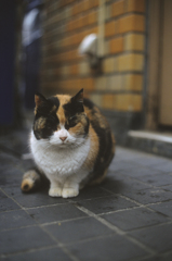 最後のちょっと前のミーさん４