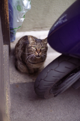 見上げてミャオ