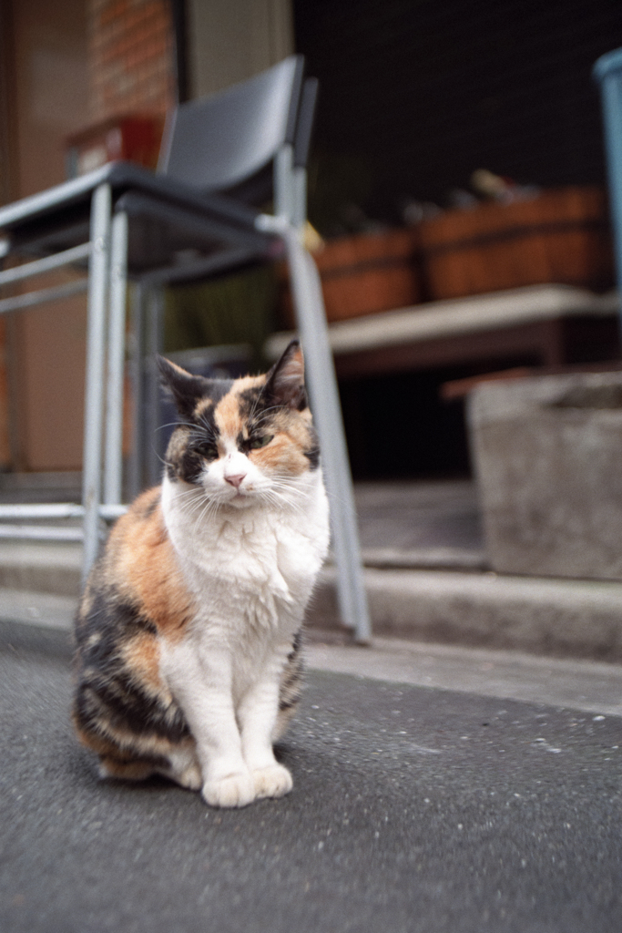 チラッ