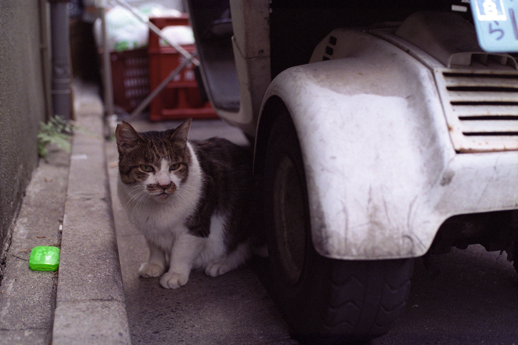アリの巣コロリ