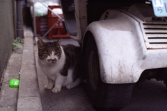 アリの巣コロリ