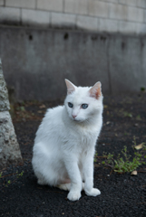 碧眼の老猫