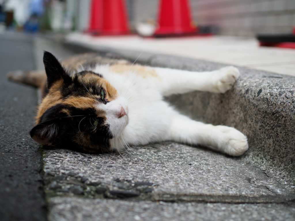 ごろん