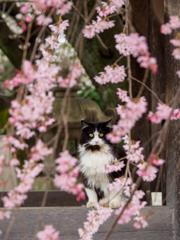 桜の向こう