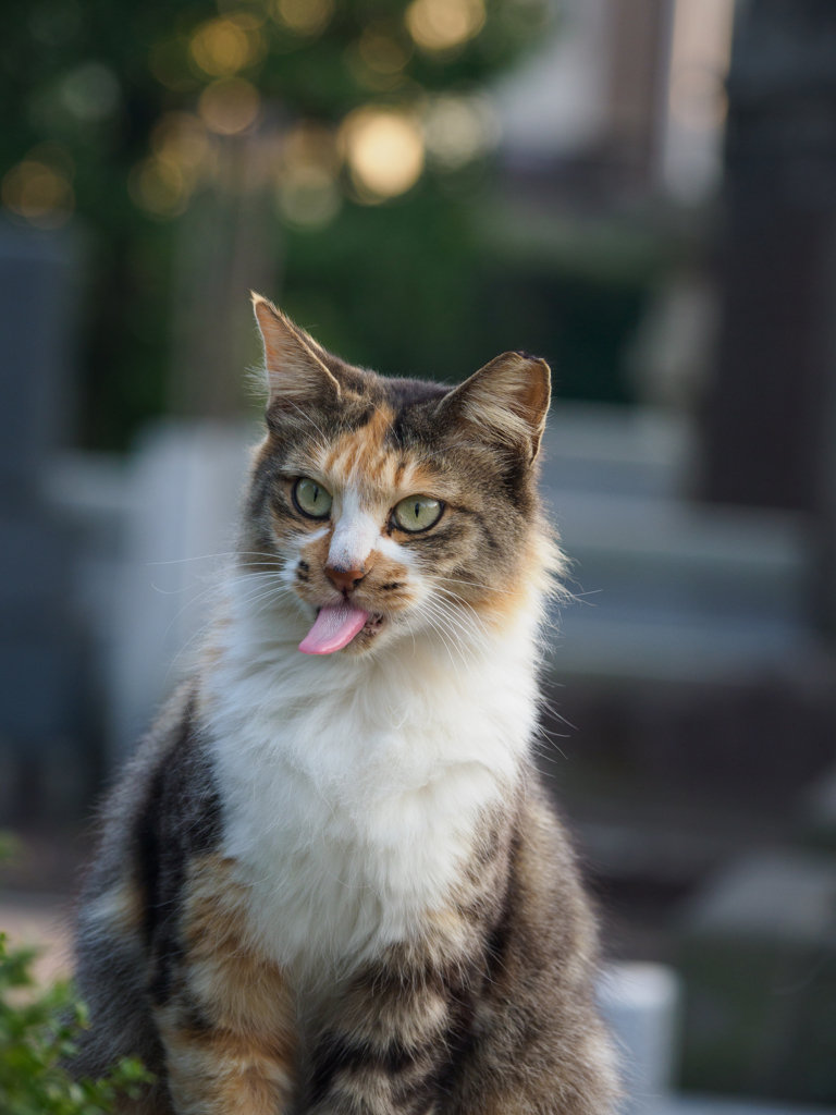 ベー