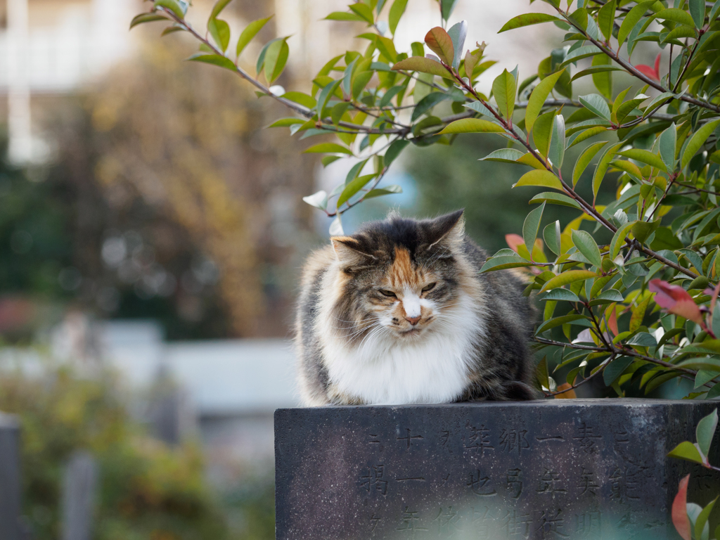 フサ三毛さん（望遠）