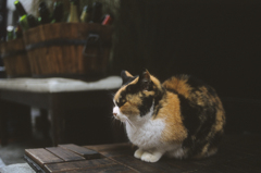 最後のちょっと前のミーさん１