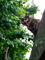 サビねこガオー