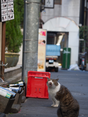 腹減ったにゃー