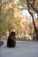 ちょっとだけ紅葉