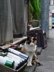 ミーさんはみた