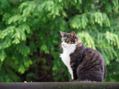 グリーンバック