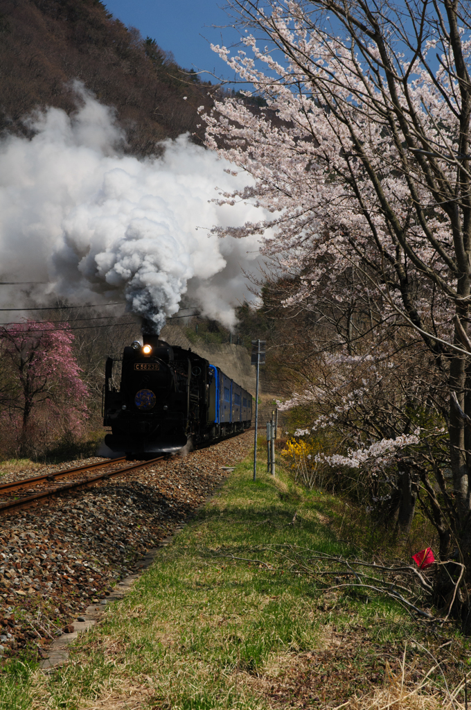 SL銀河　桜バージョン　その３
