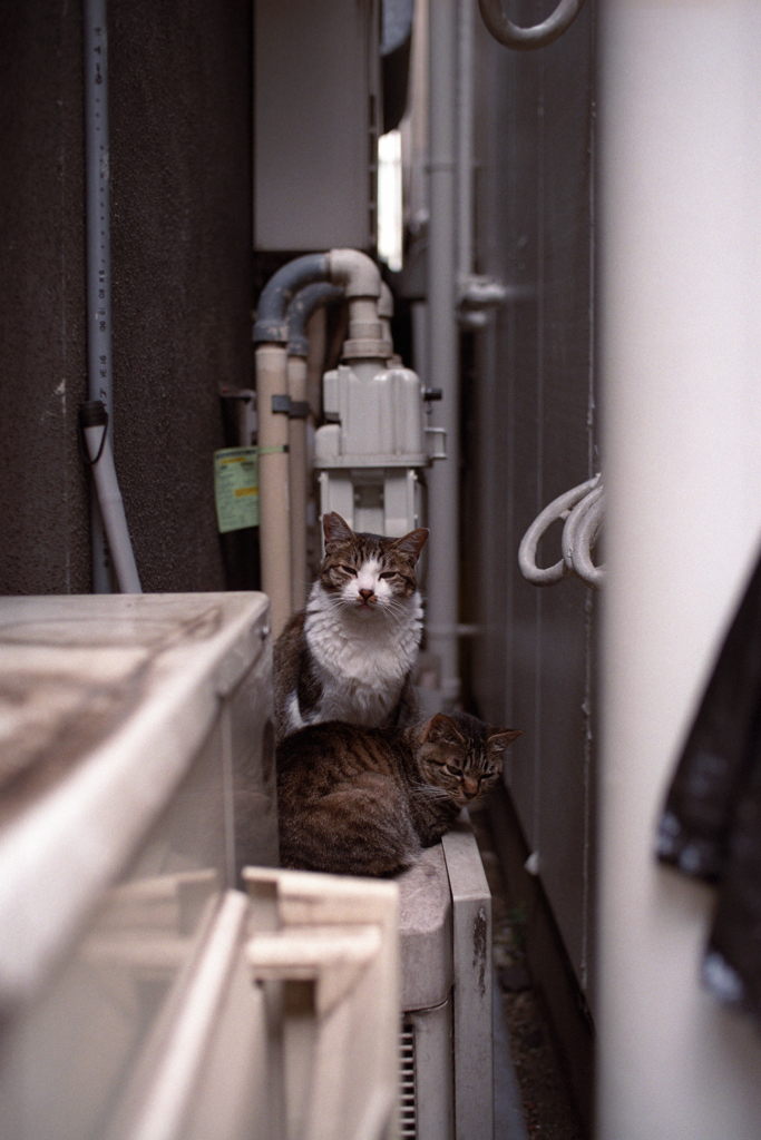 いつもいっしょ