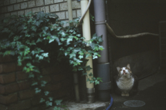 まるちゃん