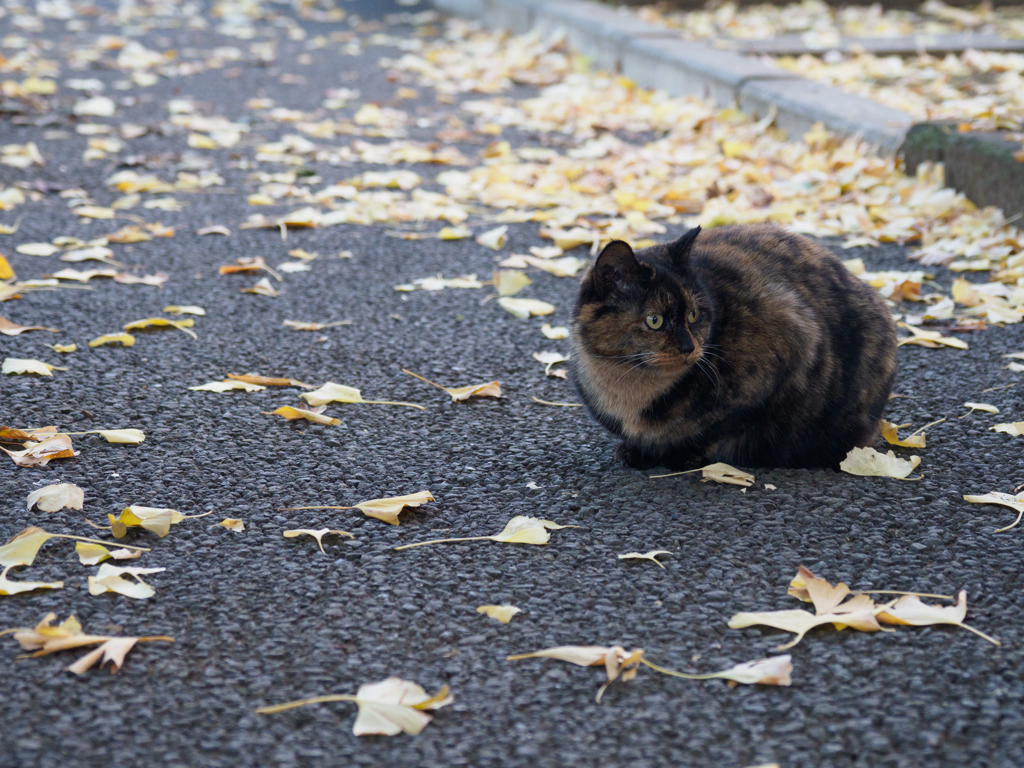 イチョウの落ち葉