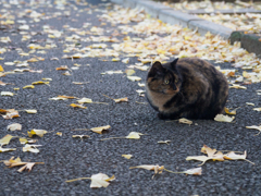 イチョウの落ち葉