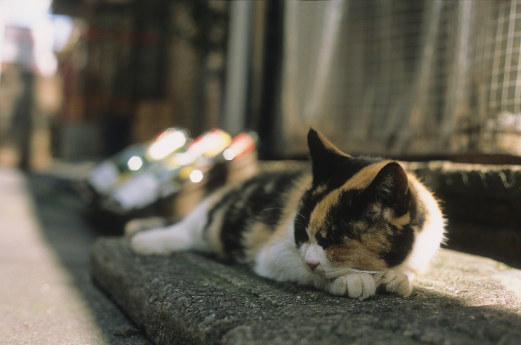 お休み中