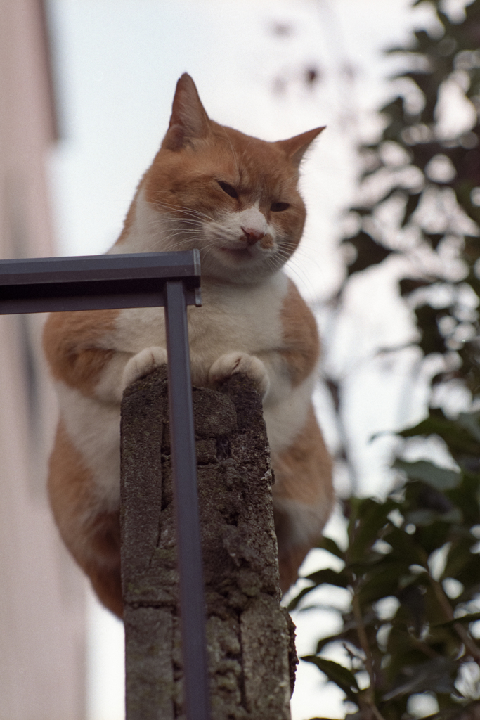 ずんぐり