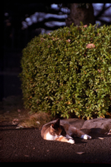 手足を伸ばして