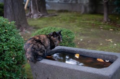 水飲み場