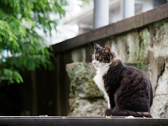 グリーンと石バック