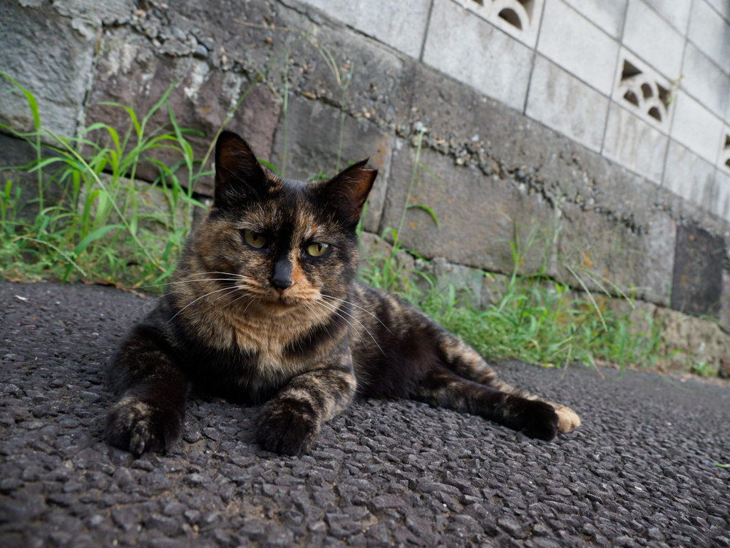 だらっとガン見