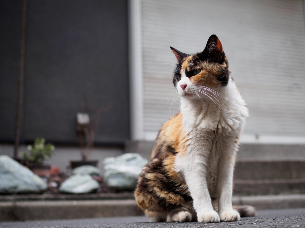 シャキッと