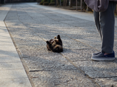 コロン