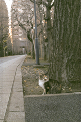参道の前