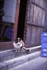 最後のミーさん