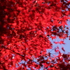 紅