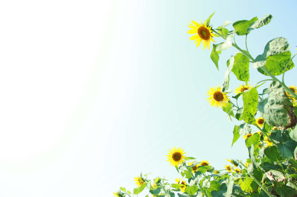 夏の花