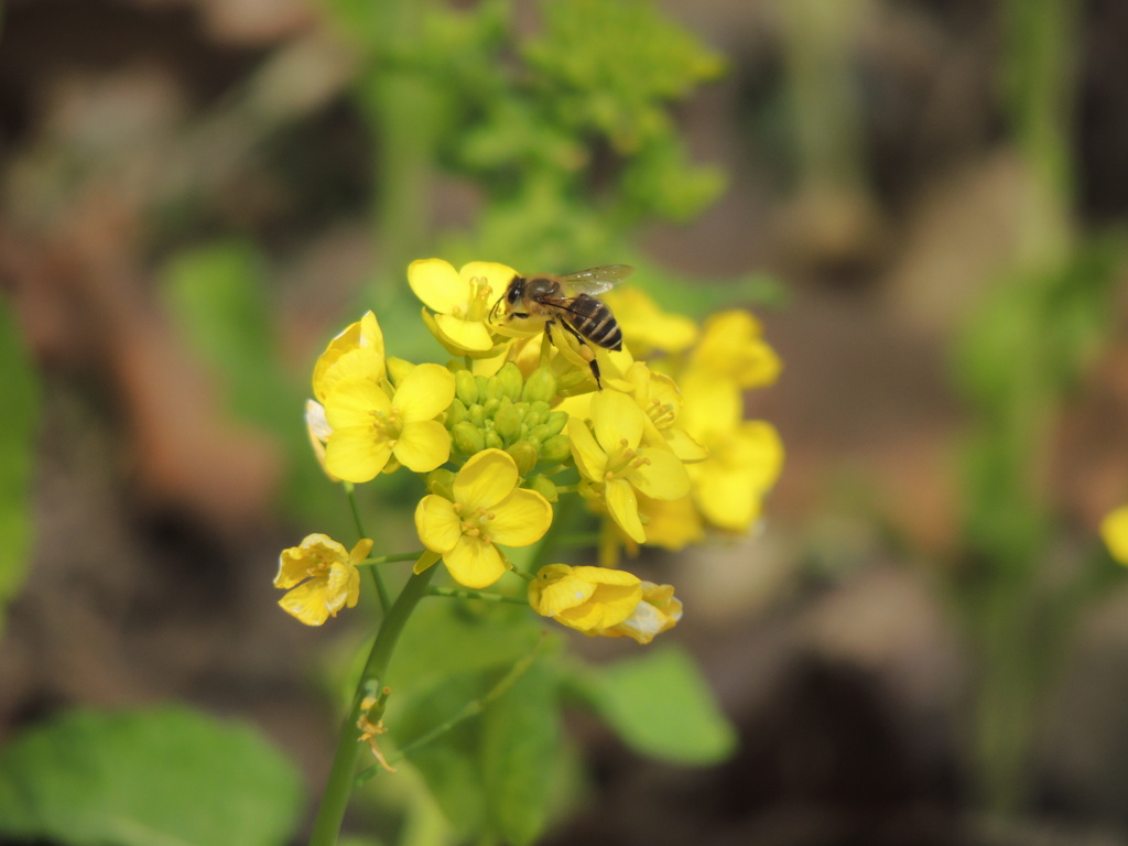 菜の花とハチ