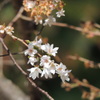 十月桜