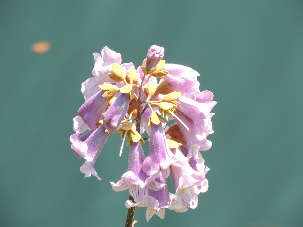 桐の花