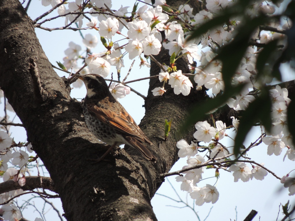桜とツグミ