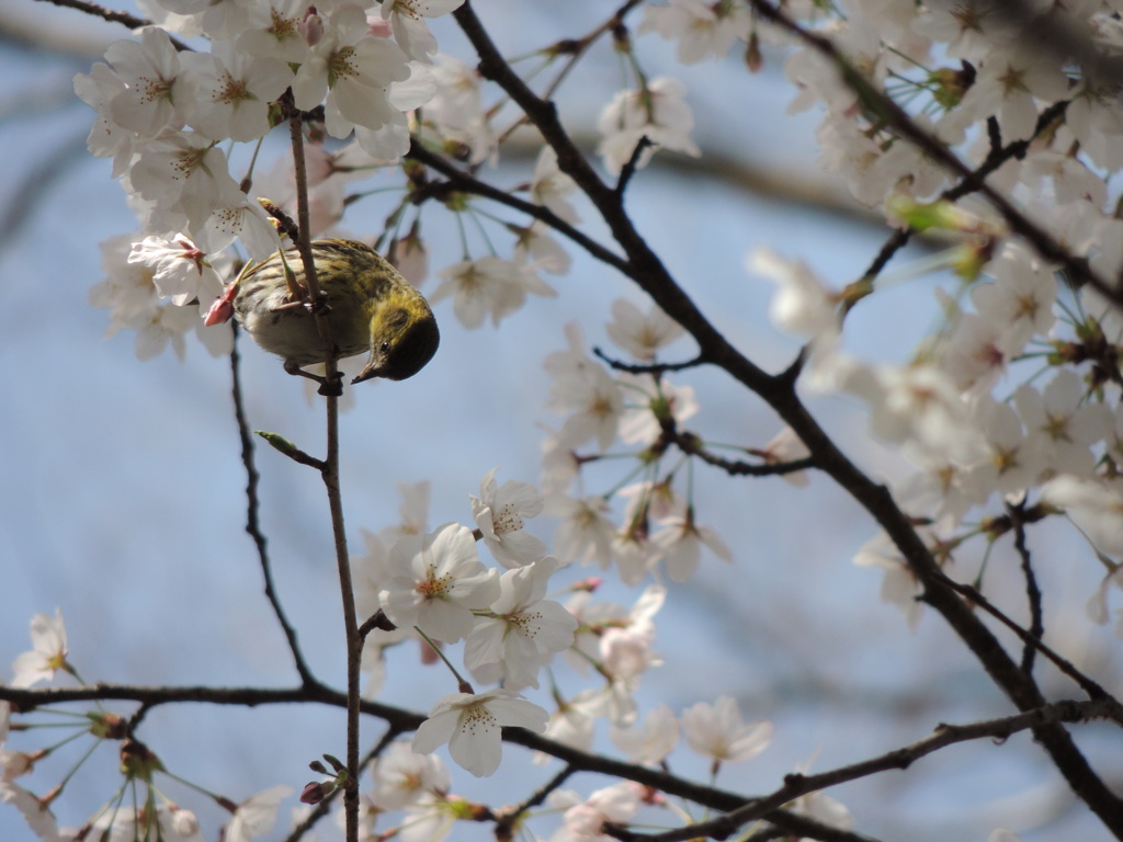 桜とマヒワ