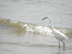 海辺のダイサギ
