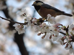 桜とヤマガラ