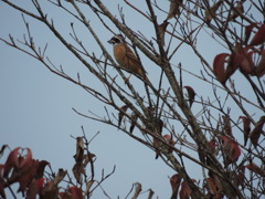 紅葉とホオジロ