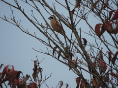 紅葉とホオジロ