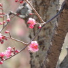 梅